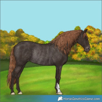 Horse Color:Liver Chestnut Varnish Rabicano 