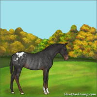 Horse Color:Liver Chestnut Varnish Rabicano 