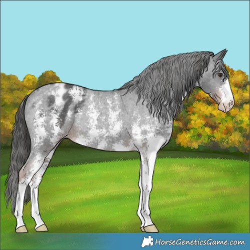 Horse Color:Liver Chestnut Sabino Appaloosa Rabicano 