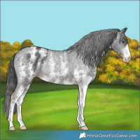 Horse Color:Liver Chestnut Sabino Appaloosa Rabicano 