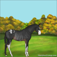 Horse Color:Liver Chestnut Sabino Appaloosa Rabicano