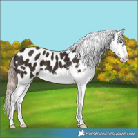 Horse Color:Liver Chestnut Splash Appaloosa 