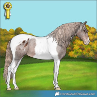 Horse Color:Liver Chestnut Tobiano Appaloosa