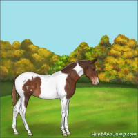 Horse Color:Liver Chestnut Tobiano Appaloosa 