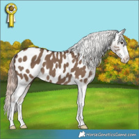 Horse Color:White Spotted Liver Red Dun Appaloosa 