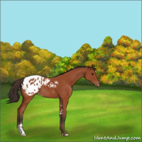 Horse Color:Bay Sabino Appaloosa