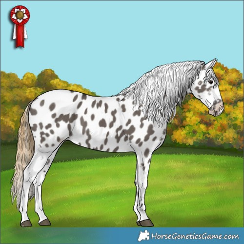 Horse Color:Smoky Grullo Appaloosa 