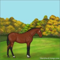 Horse Color:Gray Bay 