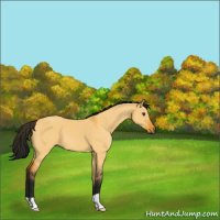 Horse Color:Gray Buckskin Dun 
