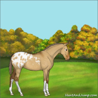 Horse Color:Gray Palomino Dun Appaloosa 