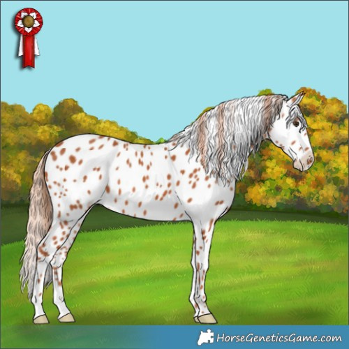 Horse Color:Chestnut Appaloosa 