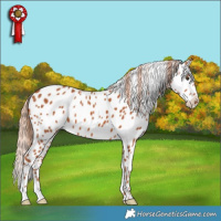 Horse Color:Chestnut Appaloosa 