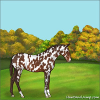 Horse Color:Liver Chestnut Appaloosa 