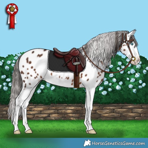 Horse Color:Liver Chestnut Splash Appaloosa 