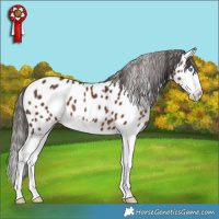 Horse Color:Liver Chestnut Splash Appaloosa 