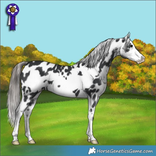 Horse Color:Black Frame Appaloosa 