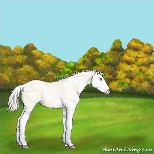 Horse Color:White Spotted Amber Cream Champagne Pearl Dun Splash 