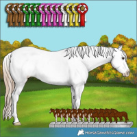 Horse Color:Chestnut Sabino Splash Tobiano Appaloosa Rabicano 