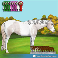 Horse Color:Chestnut Sabino Splash Tobiano Appaloosa Rabicano 