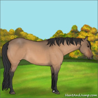 Horse Color:Bay Dun 