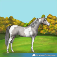 Horse Color:Brown Dun Tobiano Varnish Rabicano 