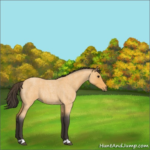 Horse Color:Buckskin Roan Rabicano 