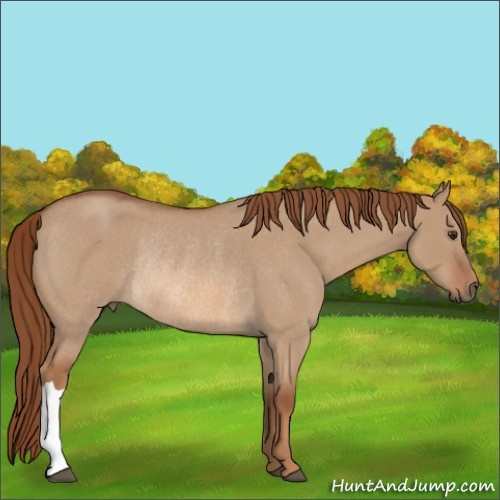 Horse Color:Red Dun Roan Rabicano 