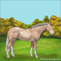 Horse Color:Unknown 
