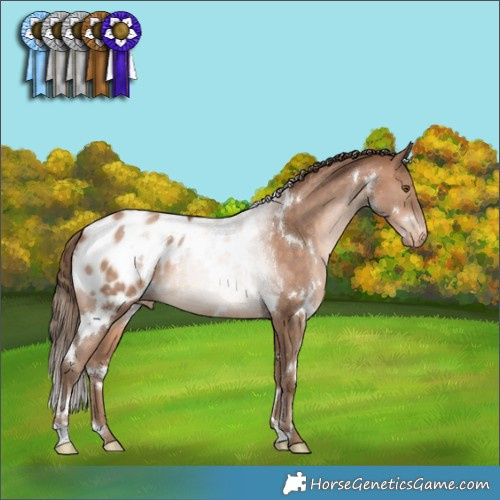 Horse Color:White Spotted Bay Pearl Appaloosa 