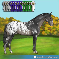 Horse Color:White Spotted Black Blanket 