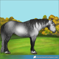 Horse Color:Gray Black 