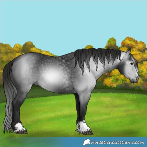 Horse Color:Gray Black 
