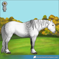 Horse Color:Gray Black 