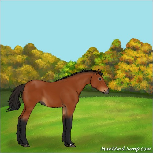 Horse Color:Gray Bay 