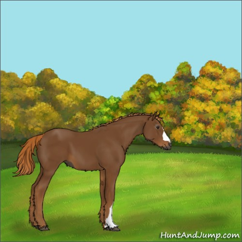 Horse Color:Gray Chestnut 