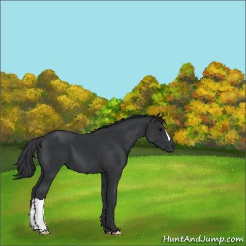Horse Color:Black 