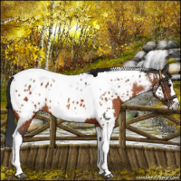 Horse Color:Bay Splash Tobiano Appaloosa  and Bay Splash Tobiano Frame Appaloosa 