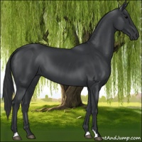 Horse Color:Black 