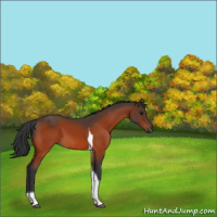 Horse Color:Bay Tobiano 