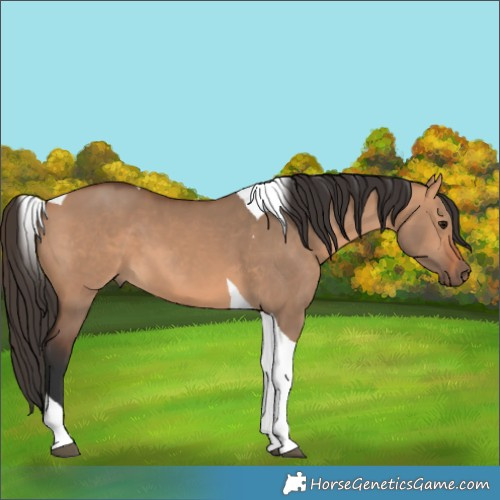 Horse Color:Bay Dun Tobiano 