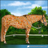 Horse Color:Red Dun Splash  and Red Dun Splash Rabicano 