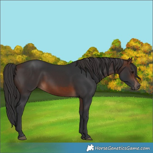 Horse Color:Brown 