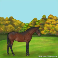 Horse Color:Bay 