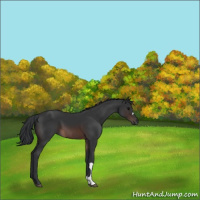 Horse Color:Brown 