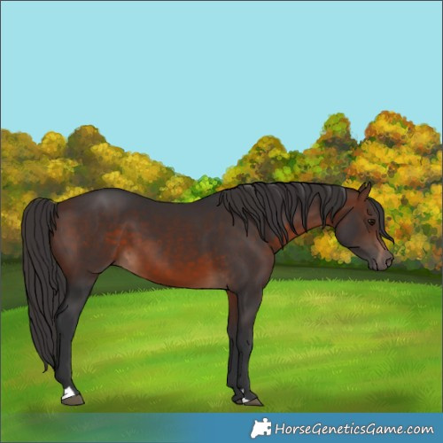 Horse Color:Brown 