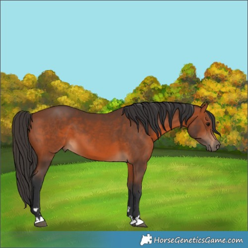 Horse Color:Bay 