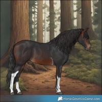 Horse Color:Brown Tobiano 