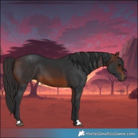Horse Color:Brown