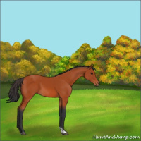 Horse Color:Bay Tobiano Rabicano 