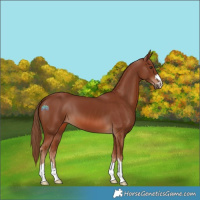 Horse Color:Chestnut 